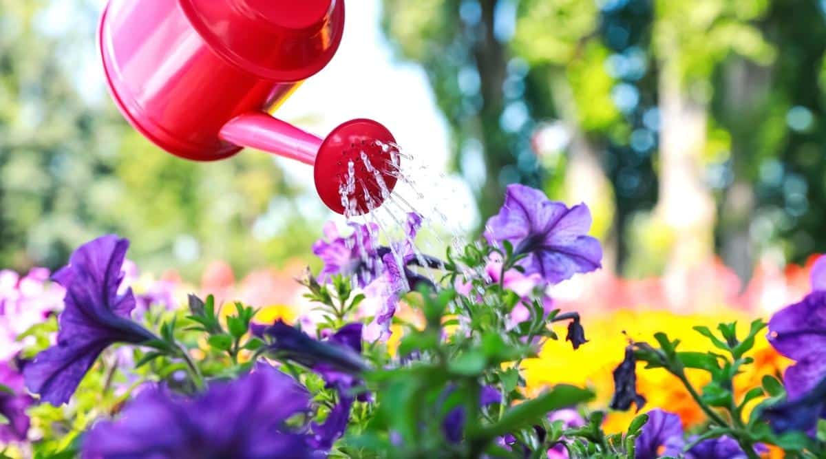 Primer plano de riego petia púrpura con una regadera de plástico rojo en un jardín de verano.  Tienen hermosas trompetas de color púrpura, en forma de embudo, que se encienden, cubiertas en las axilas de las hojas de las plantas.  El fondo de un jardín iluminado por el sol está borroso.