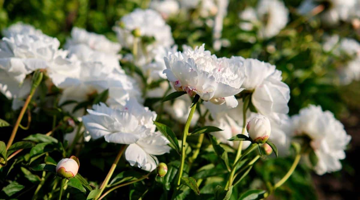 Primer plano de un arbusto de peonía en flor con flores blancas dobles exuberantes y llamativas rodeadas de follaje verde.  Varios capullos blancos sin abrir en un arbusto.  Las flores son grandes, consisten en muchos pétalos blancos como la nieve con bordes ondulados.  El fondo de las peonías blancas en flor está borroso.