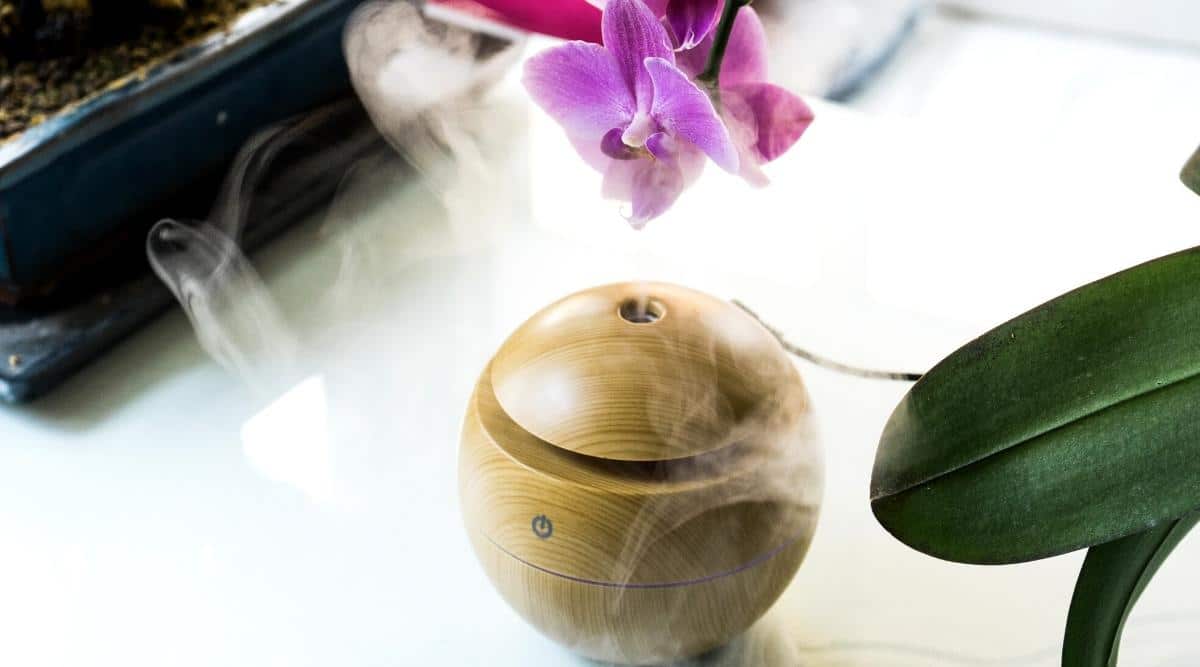 Humidificador de madera con flores de orquídeas sobre un fondo de mesa blanco.  El humidificador tiene forma redonda con un orificio para rociar la humedad y un botón de encendido/apagado.  Las flores de las orquídeas son moradas con puntas blancas en los pétalos.  Hoja verde oscuro, brillante, forma ovalada.