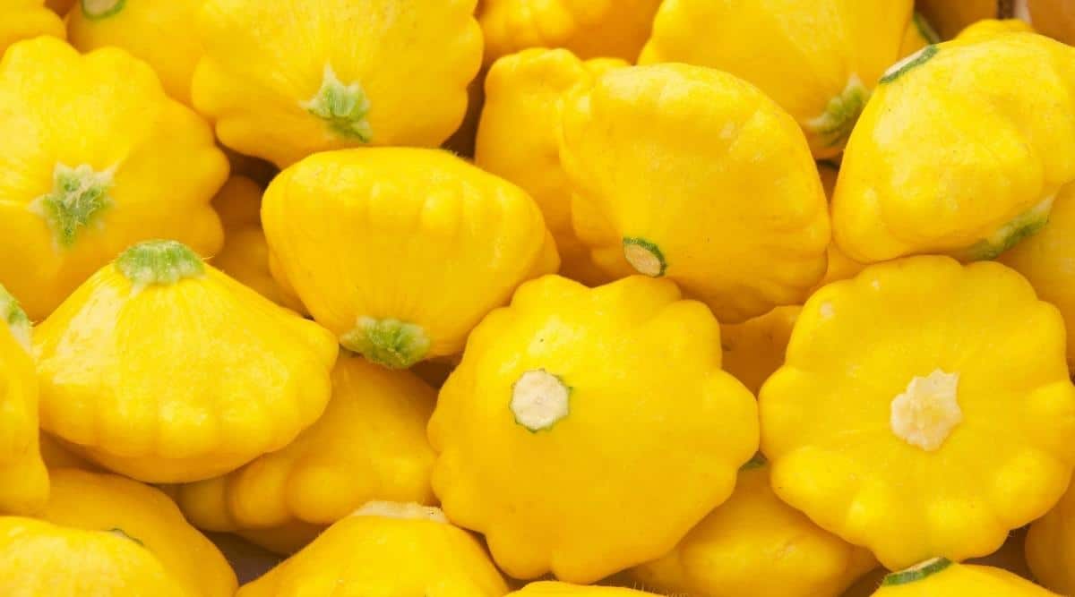 Un montón de cucurbitáceas en forma de estrella de color amarillo brillante.  Las frutas tienen un color amarillo brillante y una forma aplanada inusual que se asemeja a platillos con una tapa calada cerrada.  La textura de la fruta es suave y brillante.