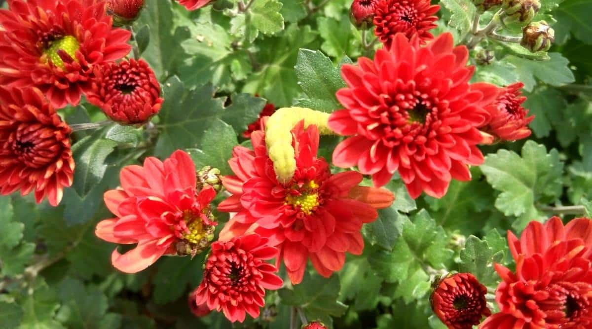 Primer plano de crisantemos rojos en flor en un jardín de otoño con una oruga verde en una de las flores.  Detrás de las flores se puede ver un follaje verde brillante, pero las flores son el punto focal de la imagen.