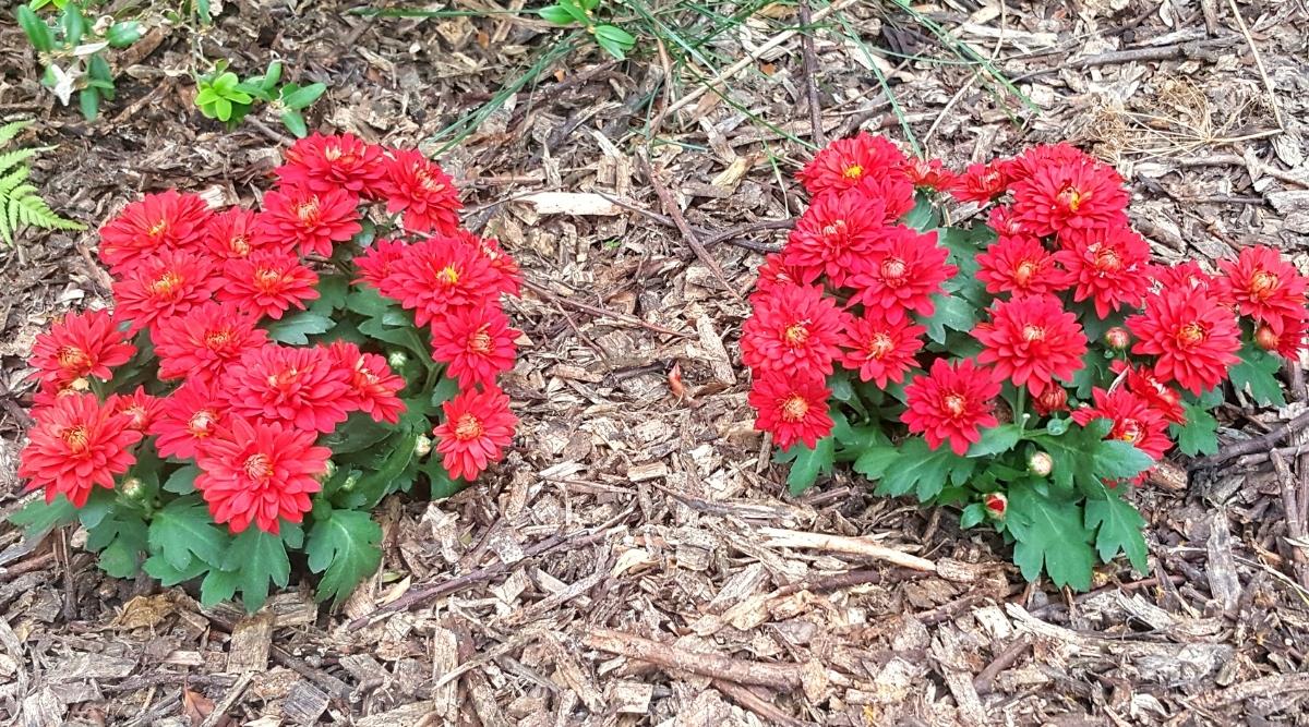 Dos arbustos florecientes de primer plano de crisantemo rojo.  Las flores son pequeños racimos de flores de color rojo brillante.  En el suelo y entre ellos se puede ver mantillo en el suelo.