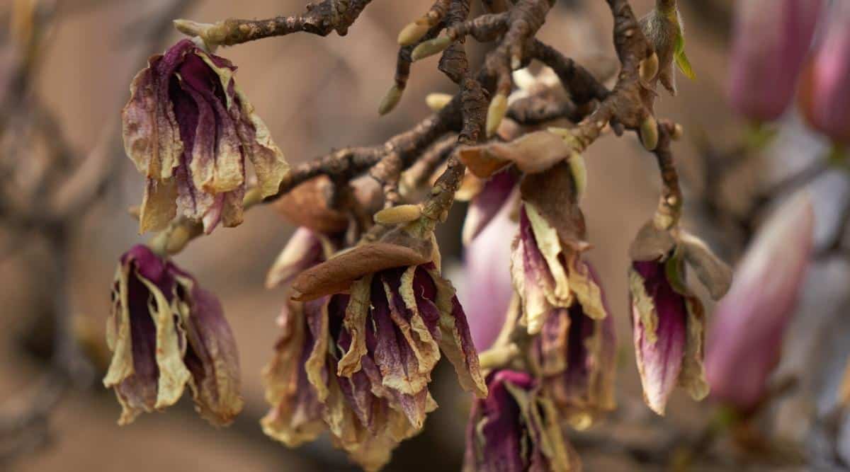 Primer plano de flores de magnolia secas en ramas desnudas.  Las flores son de color púrpura oscuro, los pétalos son marrones, crujientes y caídos.  El fondo es muy borroso.