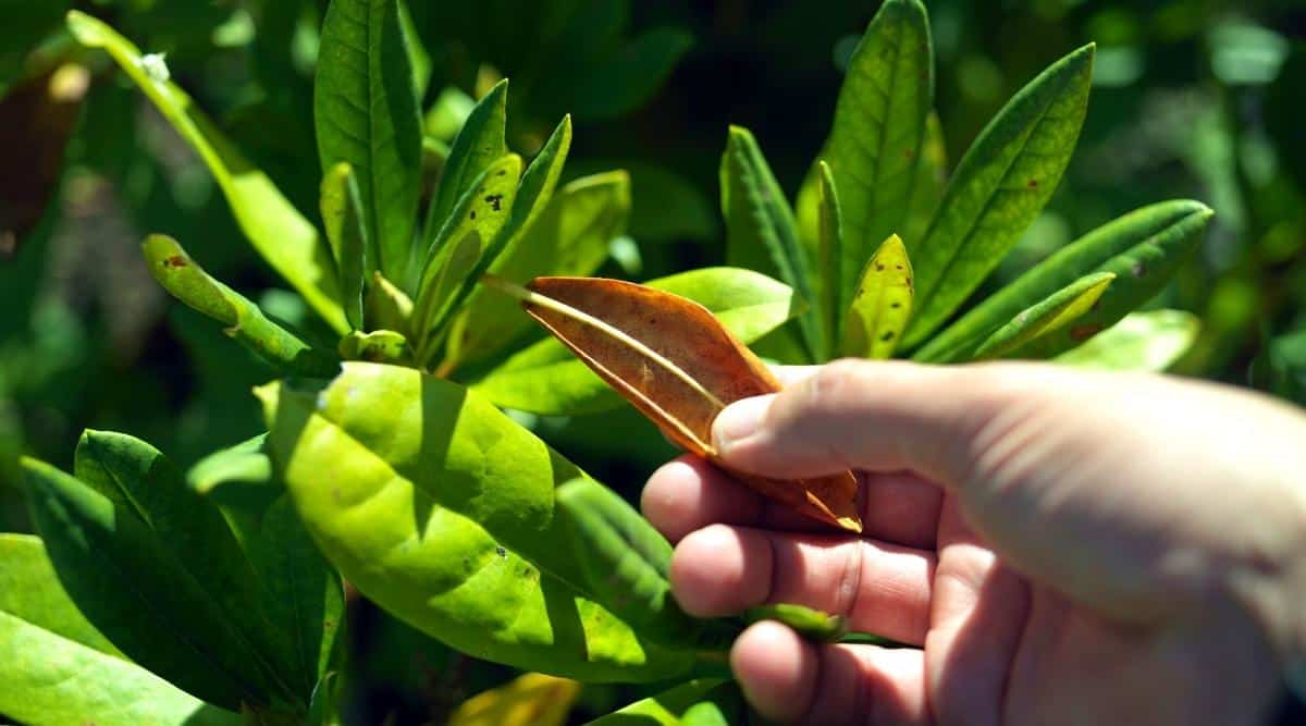 Primer plano de una mano masculina que muestra una hoja amarillenta y retorcida en un arbusto de azalea.  Hojas coriáceas verdes elípticas iluminadas por el sol brillante. 