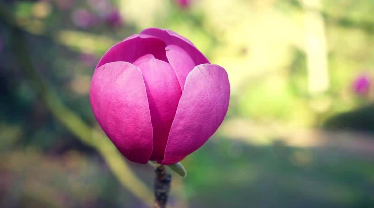 Primer plano de una flor Magnolia x soulangeana 'Jurmag1' en flor contra un fondo verde borroso.  Una flor en forma de tulipán de color rosa púrpura intenso en una rama desnuda.