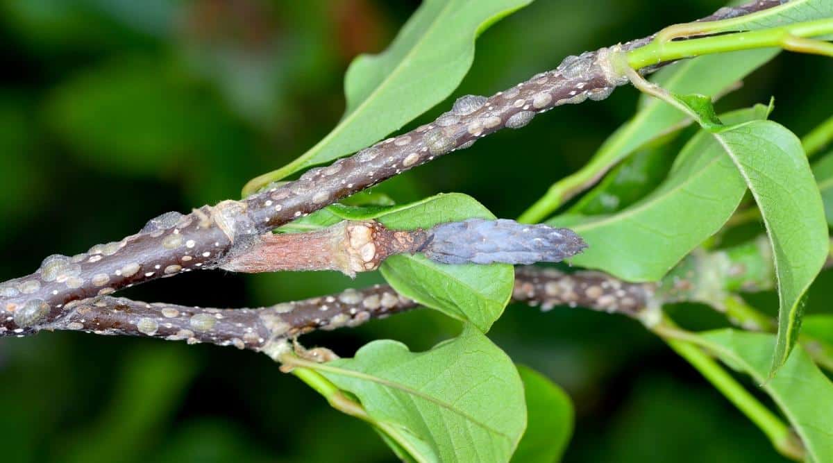 Primer plano de una rama de magnolia con hojas de color verde brillante atacadas por insectos escamosos.  Los insectos tienen caparazones de un color similar al de la rama, ligeramente convexos, ubicados a lo largo de toda la superficie de la rama.  El fondo verde y negro está borroso.