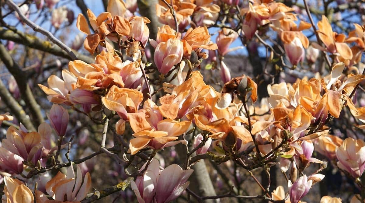 Primer plano de flores densamente florecientes en las ramas desnudas de una magnolia contra un cielo azul.  Las flores son de tamaño mediano, de color blanco púrpura, en forma de copa, con pétalos dañados por las heladas.  Los pétalos son marrones, lentos.