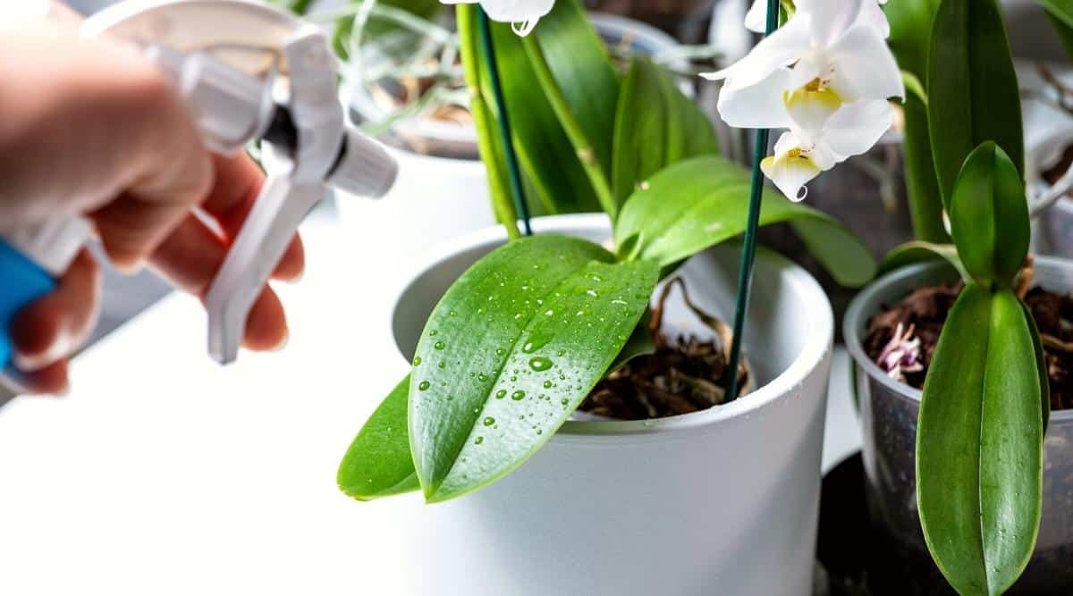 El primer plano de una mano femenina con un rociador blanco y azul rocía agua sobre una orquídea en una olla blanca.  Se formaron gotas de agua sobre las suaves hojas verdes de la orquídea.  Cerca hay flores blancas como la nieve en macetas translúcidas.