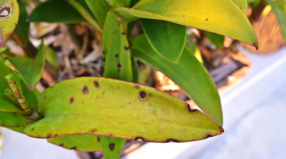 Primer plano de hojas de orquídeas afectadas por un hongo, mancha foliar.  Las hojas son simples, alargadas, ovaladas con un extremo cónico, de color verde claro con manchas amarillas y muchas manchas negras caóticas con un halo marrón.  El fondo es borroso.