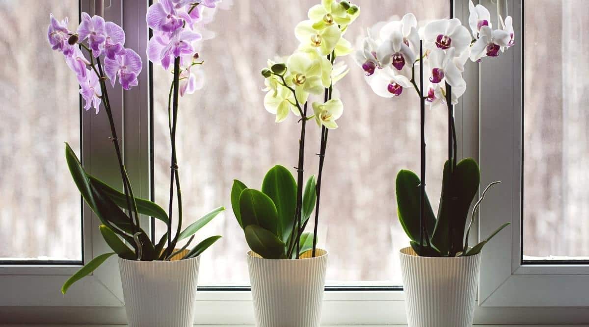 Tres macetas de textura blanca con orquídeas florecientes en el alféizar de la ventana.  Las flores de las orquídeas son moradas, amarillas y blancas.  Las flores de las orquídeas tienen tres sépalos, tres  pétalos, uno de los cuales está muy modificado, formando un labelo.  Las hojas son de color verde oscuro, ovaladas, elásticas con nervios paralelos.  La vista desde la ventana es borrosa.
