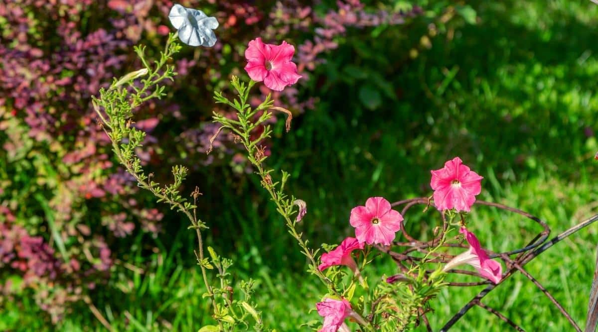 Primer plano de un pequeño arbusto de petunia de patas largas que florece con flores rosas y blancas en un jardín soleado contra un fondo de un gran arbusto con pequeñas hojas rojas.  Tallos altos con pequeñas hojas finas de color verde y flores solitarias en forma de embudo con garganta blanca.