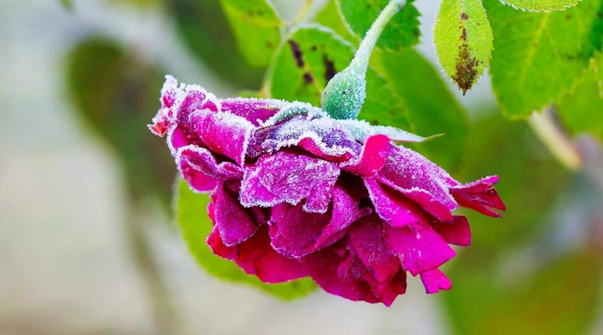 Primer plano de una flor rosa brillante cubierta de nieve rodeada de follaje verde contra un fondo borroso.  La flor es grande, doble y consta de muchos pétalos ondulados dispuestos en círculo.  Las hojas son de color verde brillante, ovaladas y dentadas en los bordes.  Hay manchas marrones en las hojas: daños por heladas.