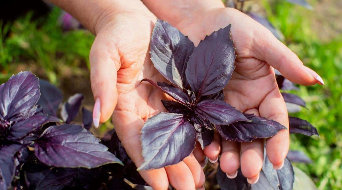 Primer plano de las manos de una mujer que muestran las hojas moradas superiores de una planta de albahaca en un jardín soleado.  Las hojas son de color púrpura, ovaladas, ligeramente dentadas, con venas prominentes de color púrpura oscuro.