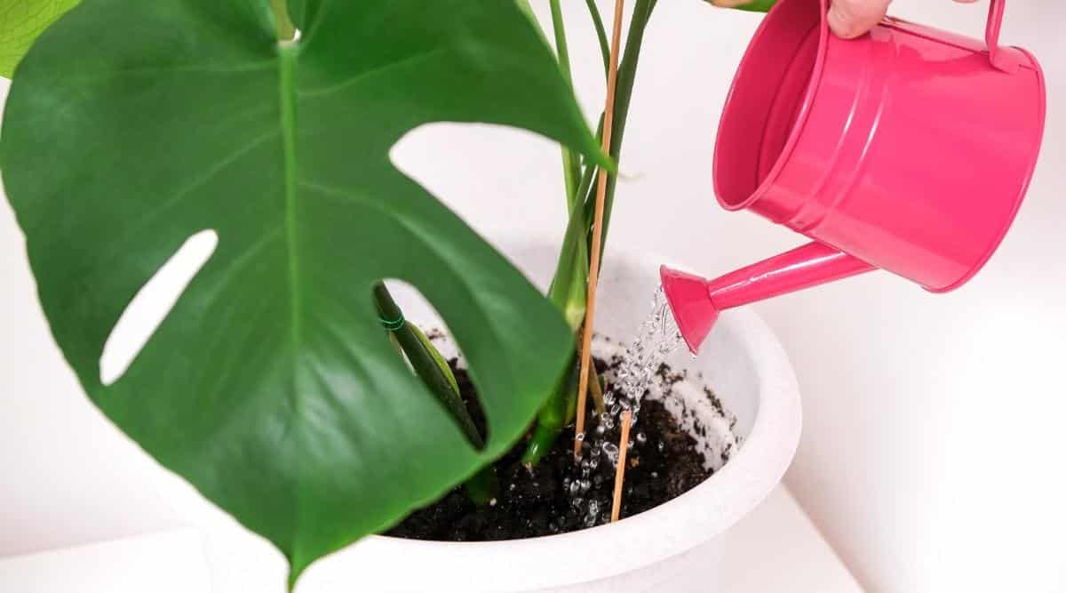 Riego de flores interiores de una regadera rosa sobre una mesa blanca.  Una planta de interior en una maceta blanca grande, tiene hojas grandes, coriáceas, de color verde oscuro, profundamente cortadas en muchos tamaños diferentes
