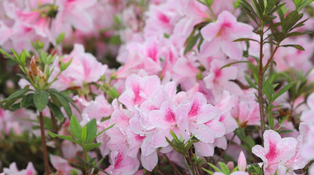 Un primer plano de una azalea Autumn Chiffon profusamente floreciente rodeada de follaje verde oscuro.  Las flores tienen forma de embudo, de color rosa pálido con pecas de color rosa oscuro en el pétalo superior.  Arbusto de azalea cubierto de gotas de rocío.