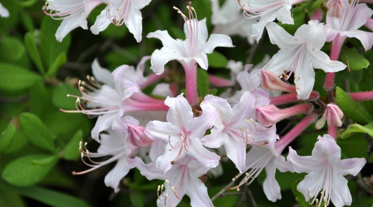 Primer plano de un arbusto floreciente de azalea costera contra un fondo borroso de follaje verde.  Flores blancas en forma de embudo con un tinte rosado en los pétalos y una garganta rosada.  Los estambres de color rosa pálido sobresalen del centro de las flores.