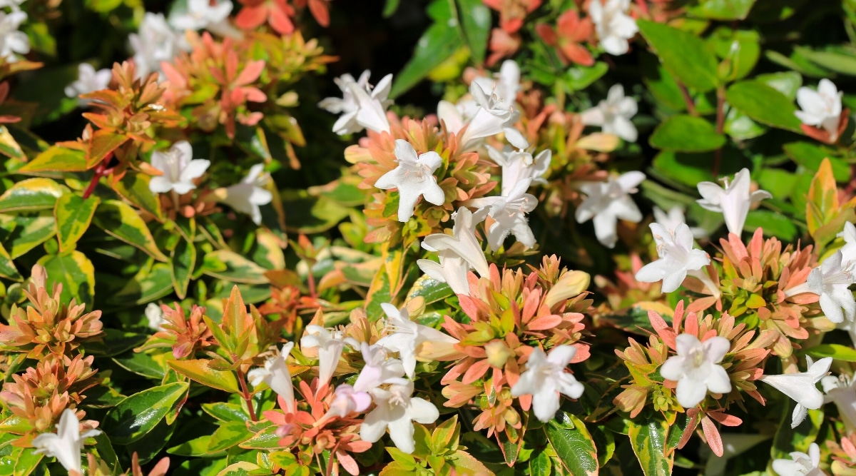 Primer plano de un arbusto floreciente de Abelia en un jardín soleado.  Las ramas están cubiertas de pequeñas hojas ovaladas, de color verde oscuro y blanco jaspeado.  Las flores son tubulares, diminutas, de color blanco rosado.