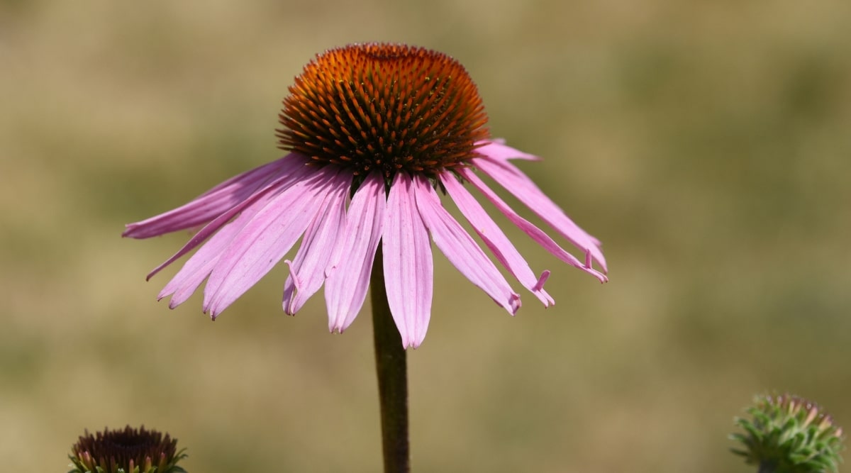 Una sola flor que florece en pleno verano con pétalos de rosa.  Hay varios pétalos que crecen individualmente hacia abajo, a medida que la flor se dirige hacia el final de su temporada de floración.