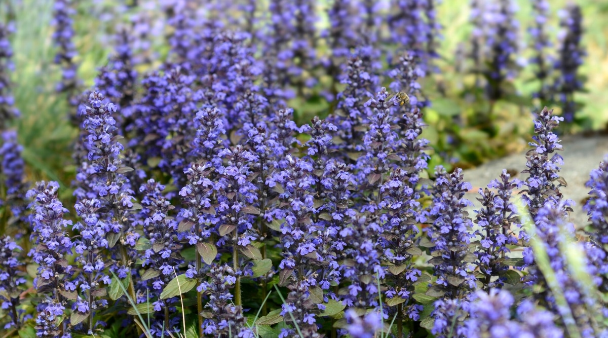 Primer plano de la planta con flores Ajuga reptans en el jardín.  La planta tiene pedúnculos altos con inflorescencias de pequeñas flores tubulares de color azul púrpura.  Las hojas son pequeñas, ovaladas, de color verde oscuro con un tinte púrpura.