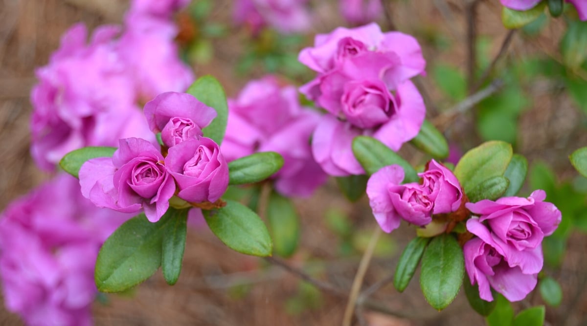 Primer plano de una azalea floreciente Amelia Rose en el jardín contra un fondo marrón borroso.  Las flores son pequeñas, dobles, tienen pétalos redondeados de color púrpura, densamente agrupados, que recuerdan a las rosas.  Las hojas son lanceoladas, de color verde oscuro, pubescentes.