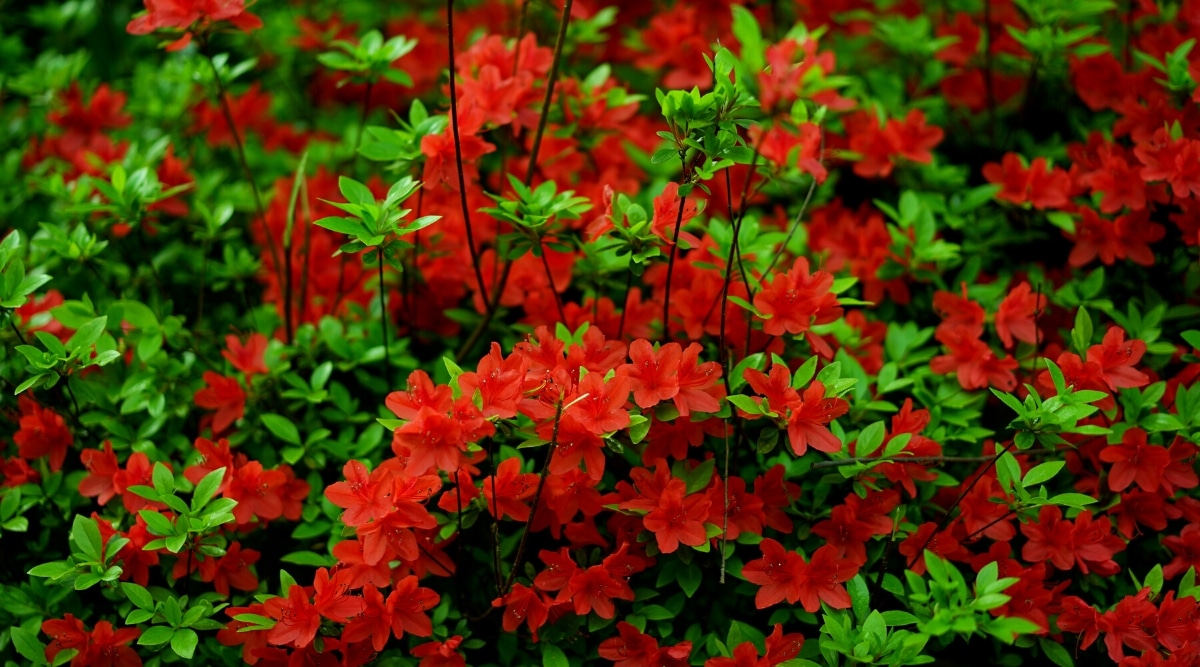 Arbusto floreciente Azalea Otoño Hoguera en el jardín.  El arbusto consiste en flores en forma de embudo de color rojo intenso que florecen profusamente con estambres largos que sobresalen del centro.  Muchas hojas de color verde brillante, planas, ovaladas y oblongas crecen en las ramas.
