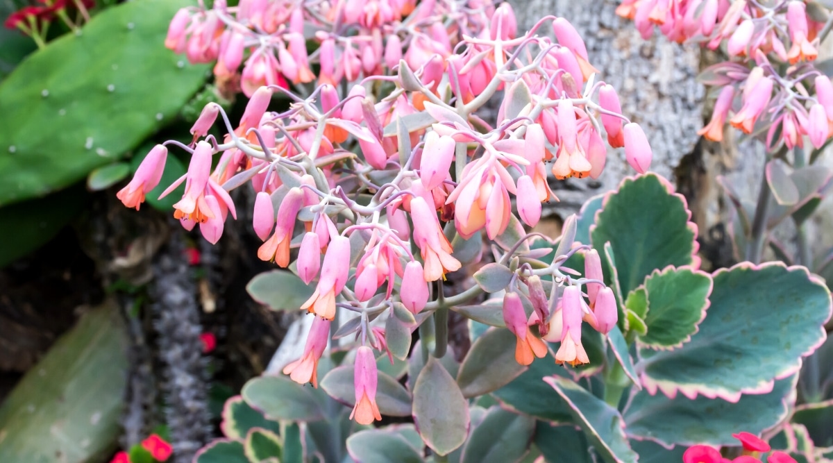 Primer plano de una planta con flores Bryophyllum Fedtschenkoi en un jardín contra un fondo borroso.  La planta tiene hojas carnosas y redondeadas con bordes dentados y flores rosadas en forma de campana que cuelgan en racimos de tallos erectos.