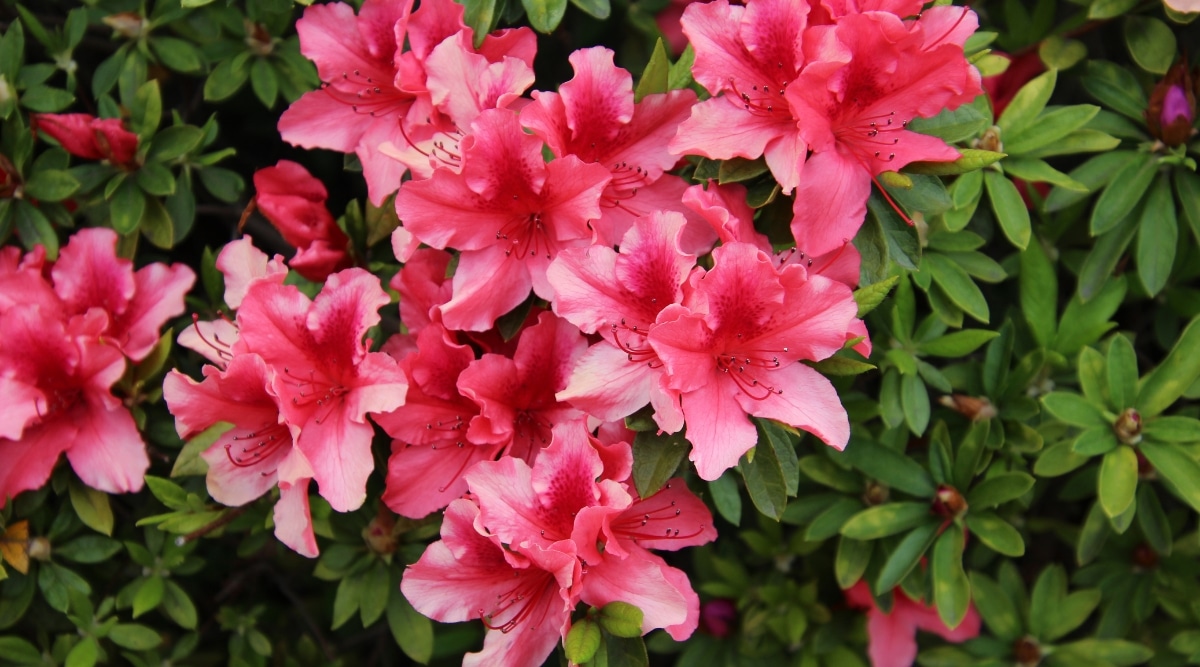 Planta de Azalea de Bollywood que crece en el jardín.  El arbusto está floreciendo en flores de color rosa vivo con centros de color rojizo.  Los estambres centrales son de color rojo y el follaje verde crece en el fondo.