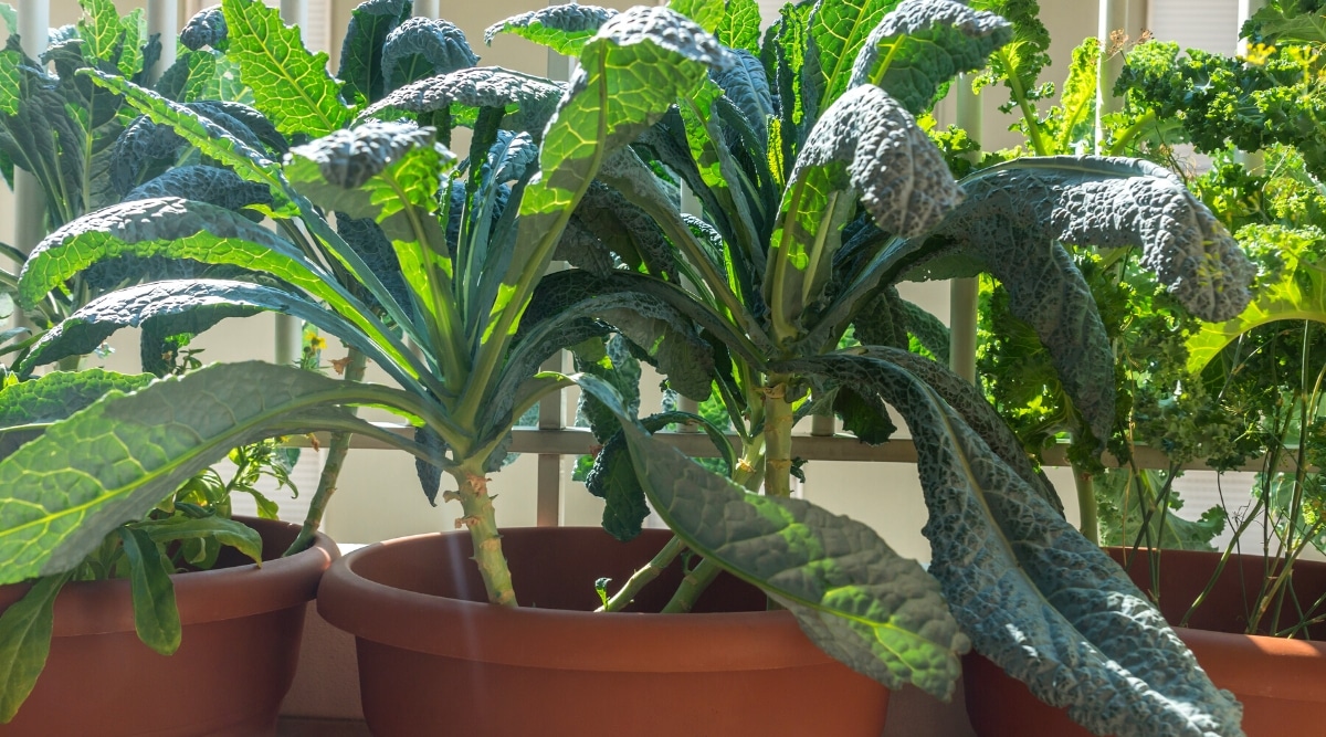 Primer plano de Dinosaur Kale en grandes macetas redondas de color marrón oscuro.  La col rizada es una verdura de hoja verde oscuro con hojas largas, ovaladas y arrugadas que crecen en varias palabras sobre un tallo resistente.