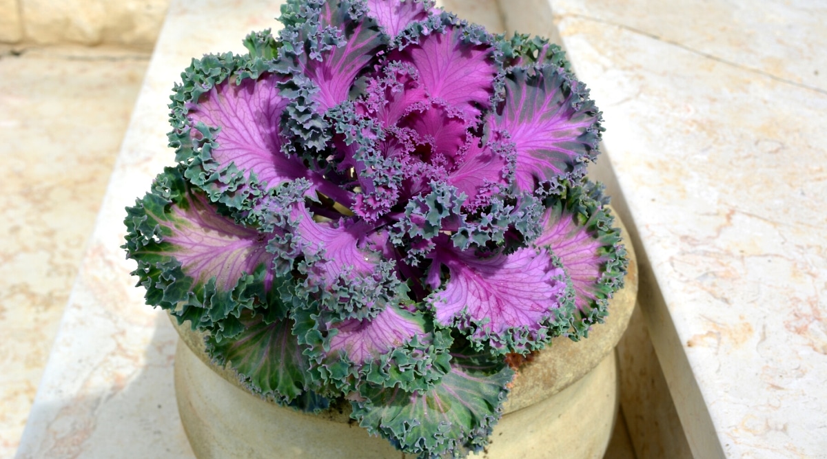 Primer plano de Kale ornamental en una gran olla decorativa beige de loza al aire libre.  La planta produce hojas anchas y planas con bordes arrugados.  Las hojas son de color rosa púrpura con ribete verde oscuro.