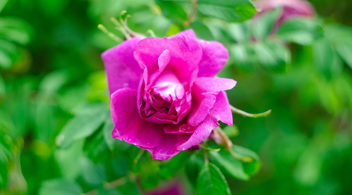 Rosa brillante Floribunda Rose en el jardín con follaje arbustivo verde.  El arbusto es compacto, con solo una flor en la planta.