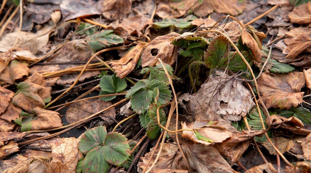 Hojas marrones tiradas en el suelo de un jardín.  Yacen alrededor de algunas hojas que todavía están algo verdes con un poco de tinte marrón.  Se han visto afectados por el clima frío o por demasiada humedad.