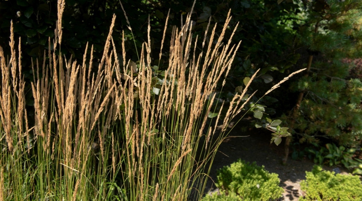 Feather Reed Grass crece en un jardín soleado con árboles y arbustos en el fondo.  La planta es un arbusto erguido con hojas de color verde opaco, ligeramente curvadas y tallos de flores de color marrón púrpura.