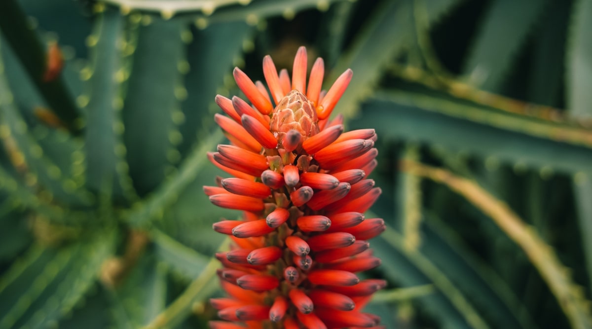 Candleabra Aloe que florece en el jardín.  El foco de la imagen son las flores naranjas más profundas que tienen una apariencia casi roja.  El fondo es follaje verde, pero está desenfocado.