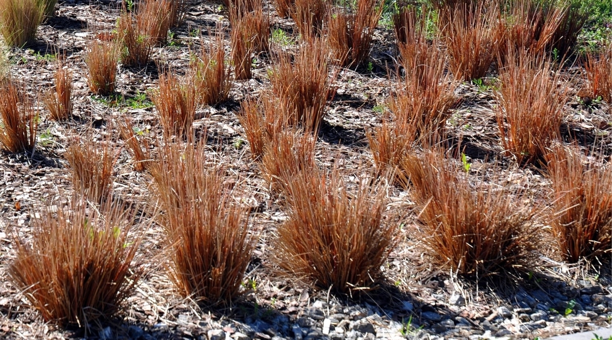 Primer plano de los arbustos Carex 'Red Rooster' en crecimiento en un conservatorio soleado.  La planta forma un bulto denso similar a una fuente de hojas herbáceas erectas de cobre y bronce.