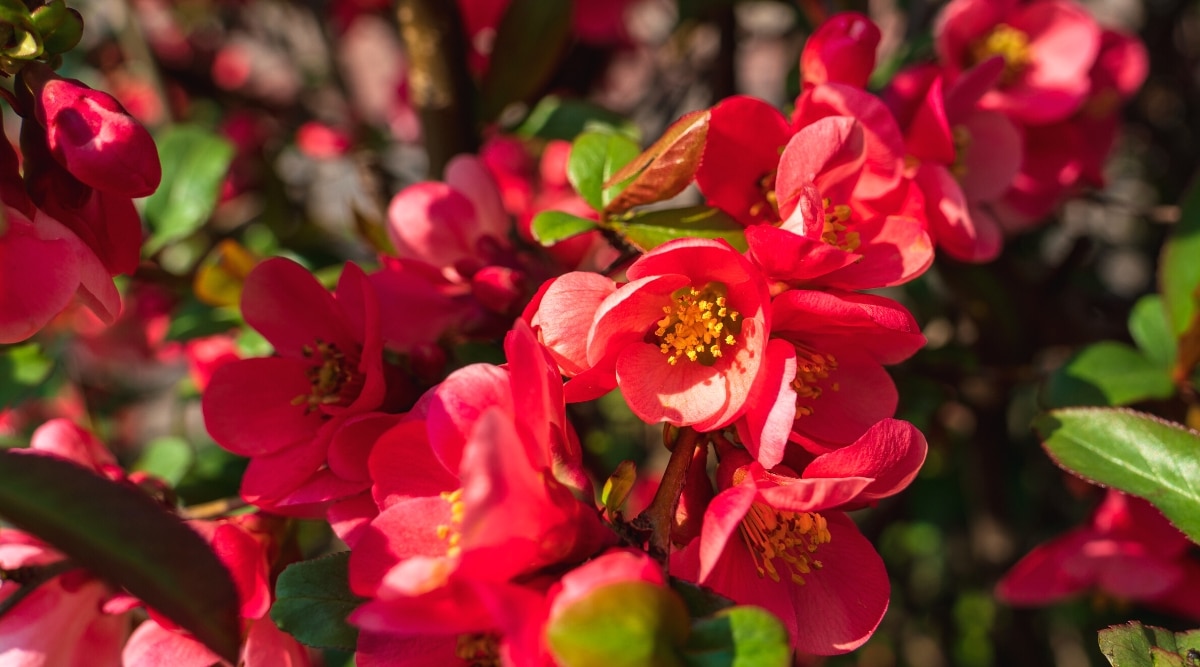 Primer plano de un arbusto caducifolio floreciente Chaenomeles speciosa en un jardín soleado.  Las flores de color rojo brillante constan de cinco pétalos y estambres de color amarillo dorado en el centro.  Las hojas son de color verde oscuro con bordes dentados.