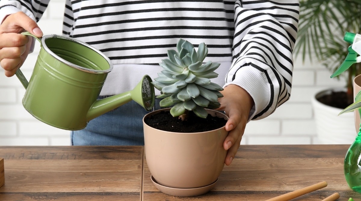 Cómo Regar Plantas Suculentas En 5 Sencillos Pasos