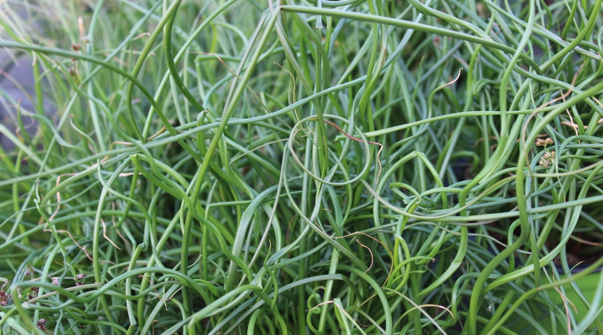 Hierba Wurly rizada.  La hierba es una hierba ornamental y crece en rizos de color verde brillante en el suelo. 