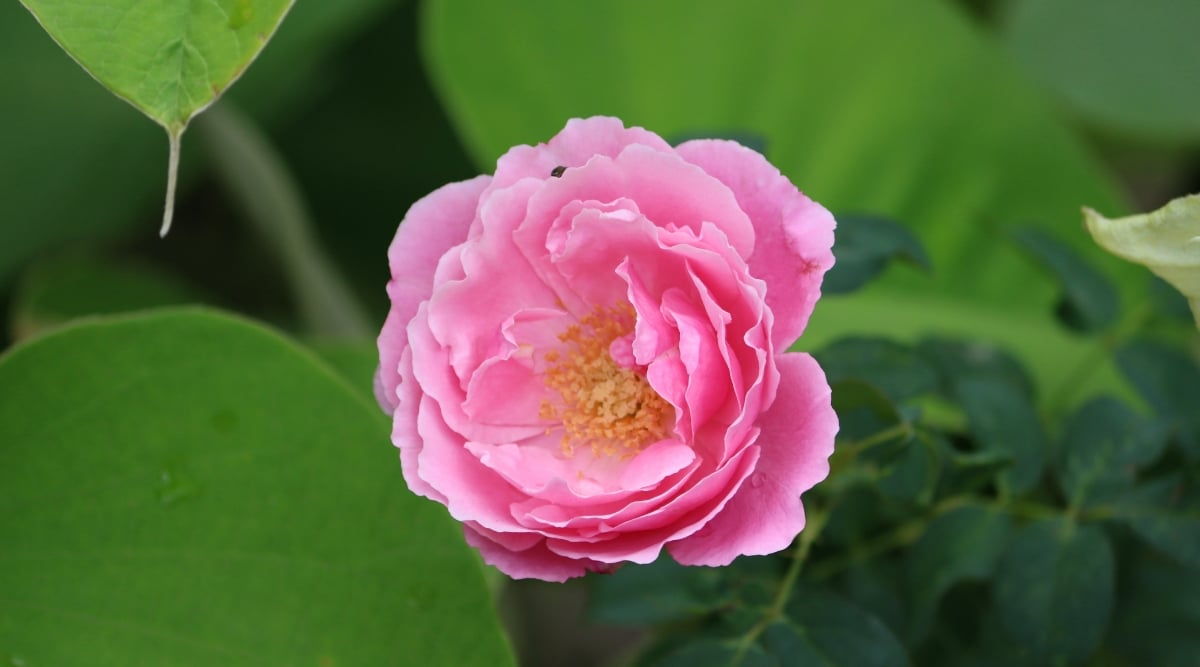 Rosa de damasco en flor de jardín.  Es de un color rosa brillante, con muchos pétalos.  El follaje verde está en el fondo.  El centro de la flor tiene muchos estambres amarillos.