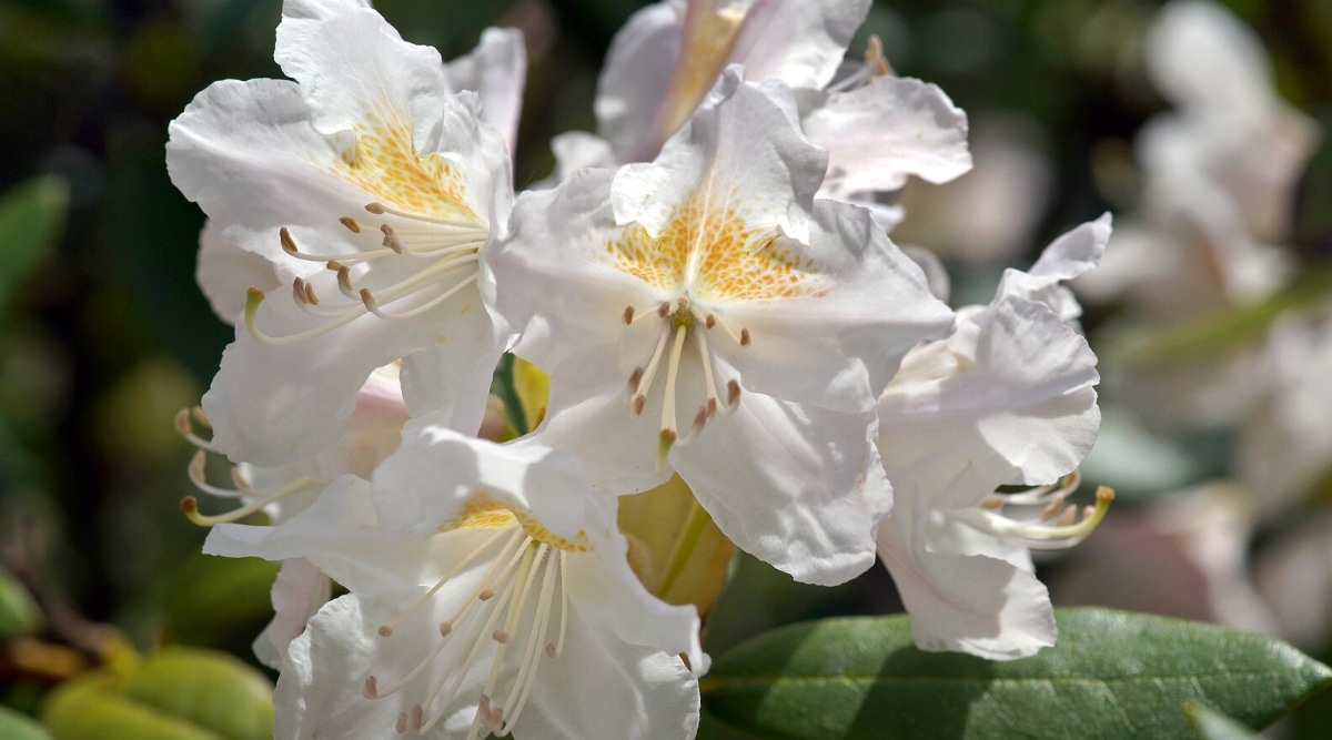 Primer plano de las flores de azalea blanca del valle de Delaware en flor en un jardín soleado.  Las flores son grandes, en forma de campana, consisten en pétalos blancos casi fusionados en la parte superior de los cuales hay pecas de color amarillo dorado.  Largos estambres cremosos en el centro de las flores.
