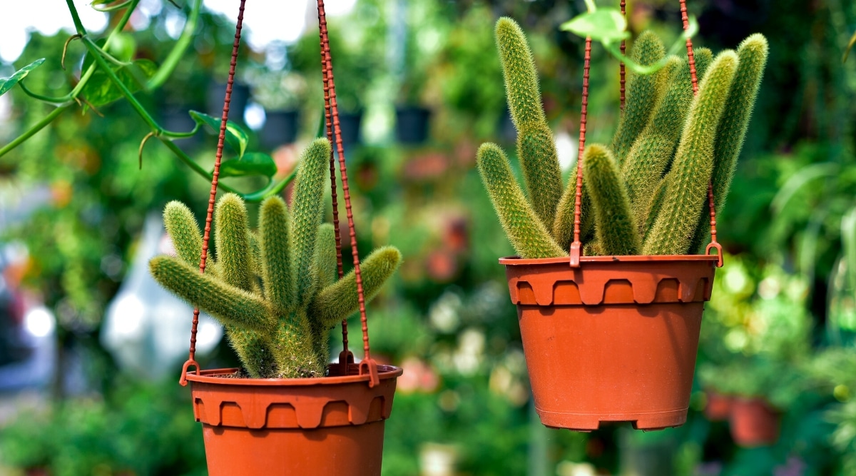 Primer plano de dos cactus Disocactus flagelliformis en macetas de flores marrón-naranja colgantes en un jardín.  Los cactus consisten en tallos largos de color verde oscuro cubiertos con espinas cortas y delgadas.