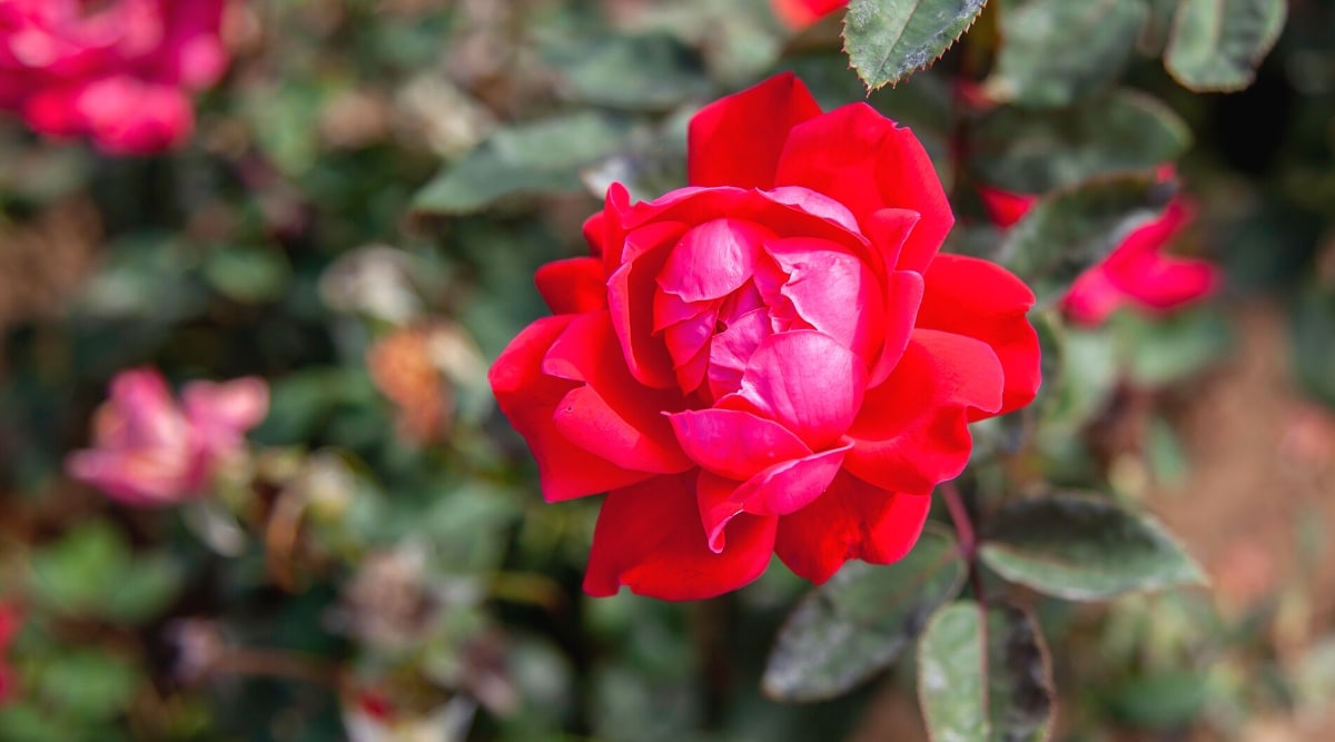Primer plano de una flor de rosa floreciente 'Double Knock Out' en un jardín contra un fondo borroso de rosas florecientes.  La flor es de color rojo carmesí, doble, tiene pétalos grandes, redondeados y ligeramente ondulados.