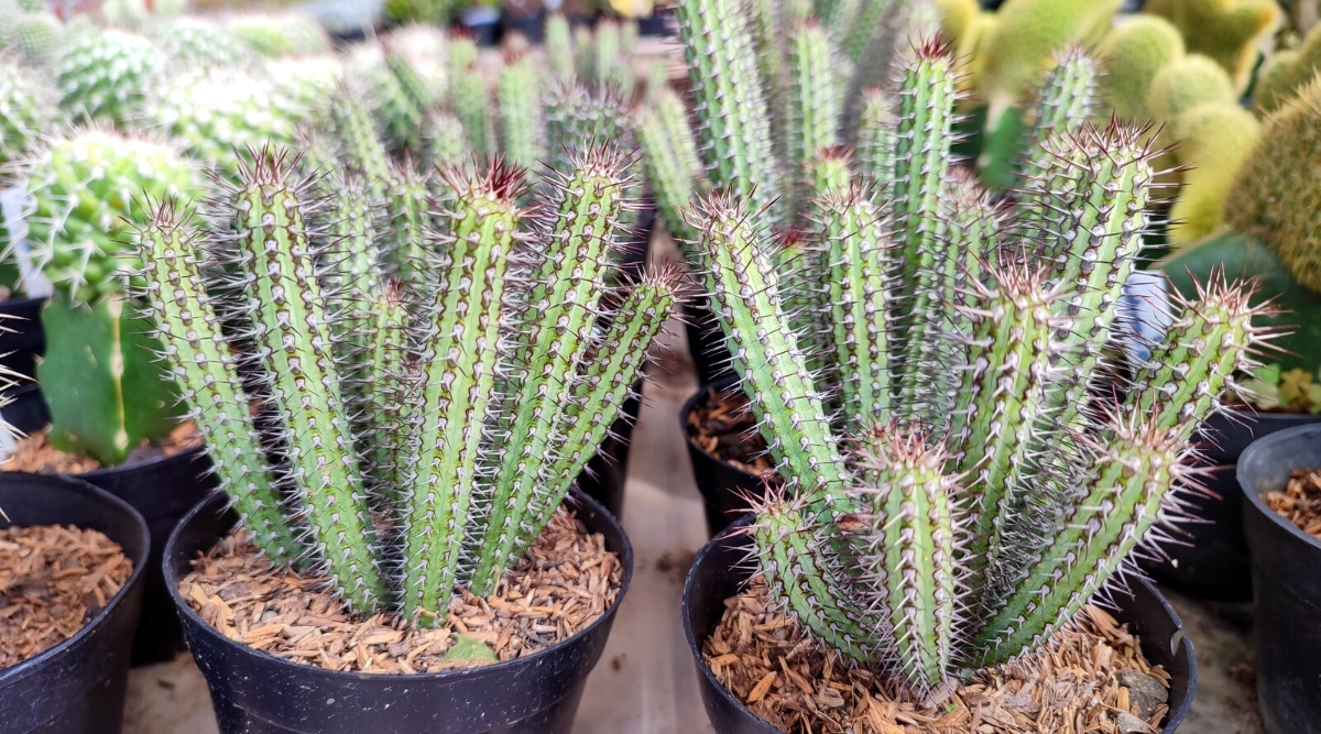Primer plano de cactus Euphorbia baioensis en macetas de plástico negro sobre un fondo de muchos cactus diferentes.  La planta tiene tallos agrupados largos en forma de dedos de color verde brillante, completamente cubiertos de espinas espinosas.