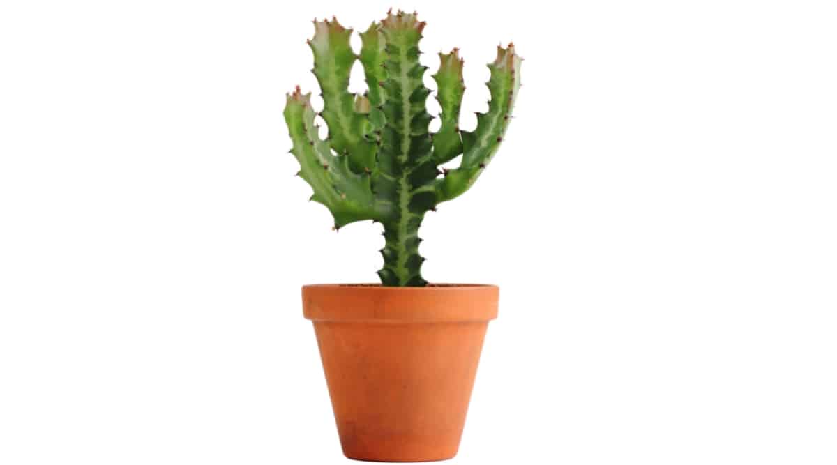 Euphorbia lactea (Candelabro Cactus) crece en una maceta de flores marrón sobre un fondo blanco.  La planta produce varias ramas de color verde oscuro con 6-8 costillas, cuya pulpa está salpicada de espinas oscuras a intervalos regulares a lo largo de cada borde.
