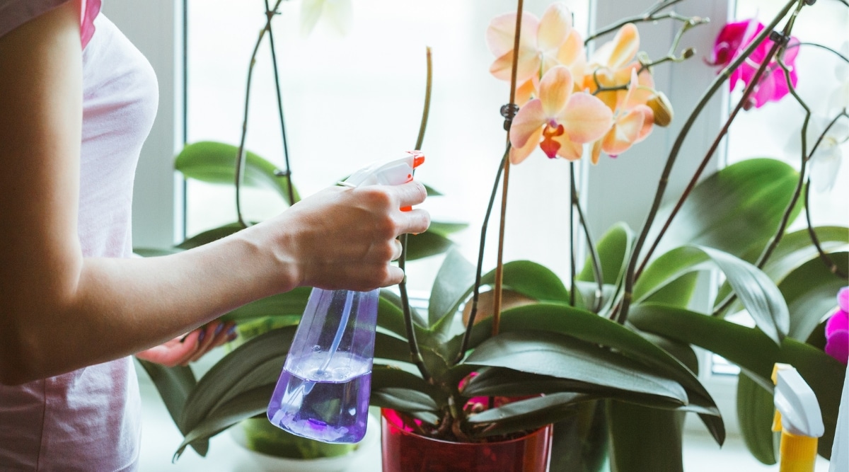 Mujer jardinera empañando una planta con una botella de plástico.  La planta está sana y crece con flores anaranjadas.  Detrás hay otra planta con flores rosadas.
