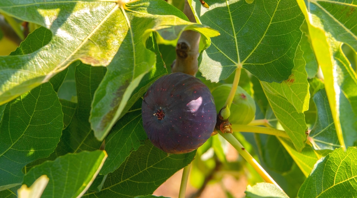 Un primer plano de un higo maduro en un árbol rodeado de hojas de color verde brillante.  El higo es una fruta suave en forma de lágrima con una piel de color púrpura.  Las hojas de la higuera son grandes, planas, de color verde brillante, con 3-5 lóbulos.