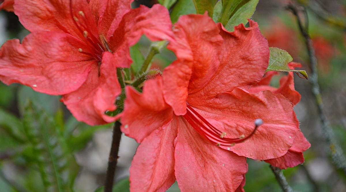 Primer plano de dos flores de azalea Fireball contra un fondo borroso.  Las flores son grandes, en forma de embudo, de color rojo anaranjado brillante, con bordes ligeramente ondulados en los pétalos y largos estambres rojos.