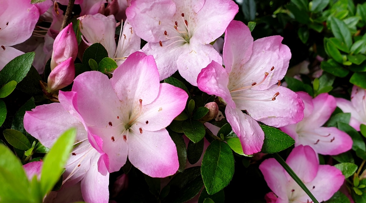 Primer plano de las florecientes flores de azalea Geisha Girl rodeadas de hojas verdes oscuras, ovaladas, alargadas y peludas.  La flor consta de 5 pétalos blancos con un borde rosa brillante y 6-8 estambres largos que sobresalen del centros.