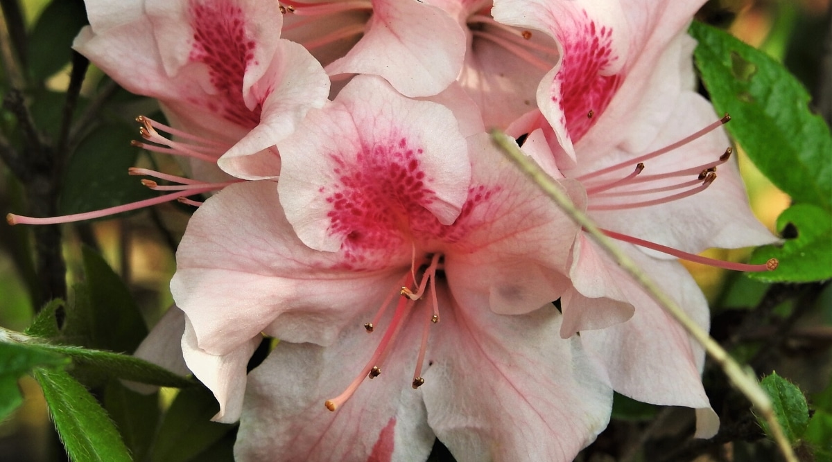 Primer plano de flores de azalea Getsutoku contra hojas verdes.  Flores blancas en forma de embudo con manchas de color rosa salmón en los pétalos y pecas de color rosa oscuro en los pétalos superiores.