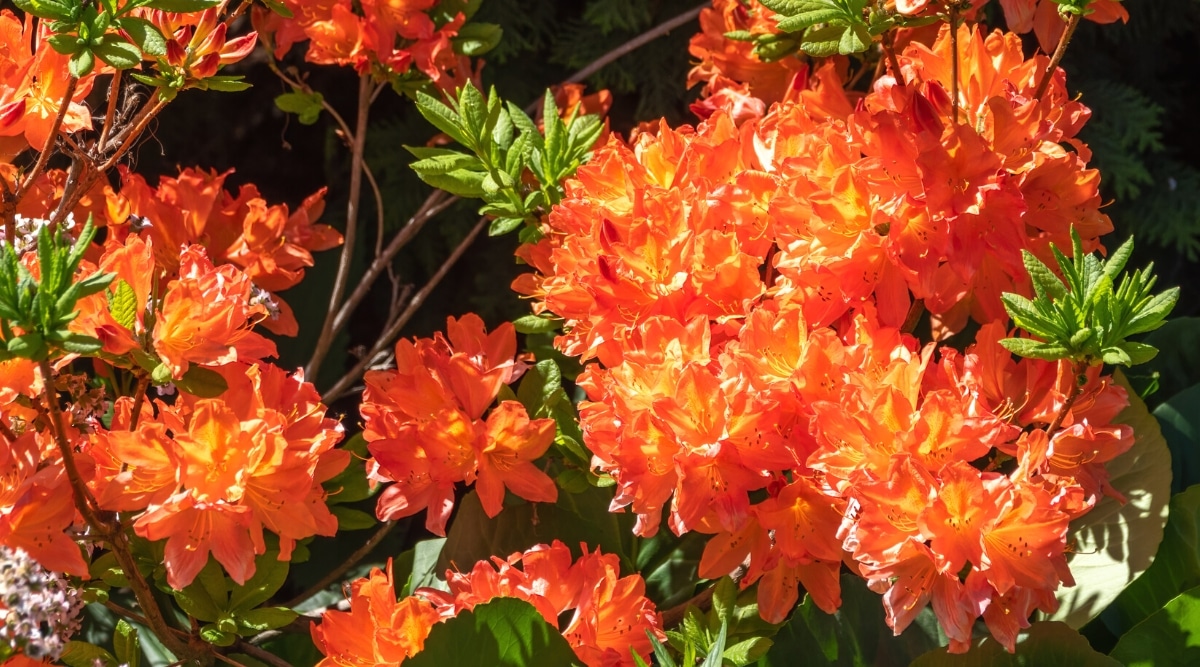 Primer plano de un arbusto de azalea de Gibraltar en flor en un jardín soleado.  Flores de color naranja brillante en vistosos racimos.  Las flores tienen forma de embudo, con largos estambres anaranjados en el centro.  Las hojas son verdes, alargadas, ovaladas.