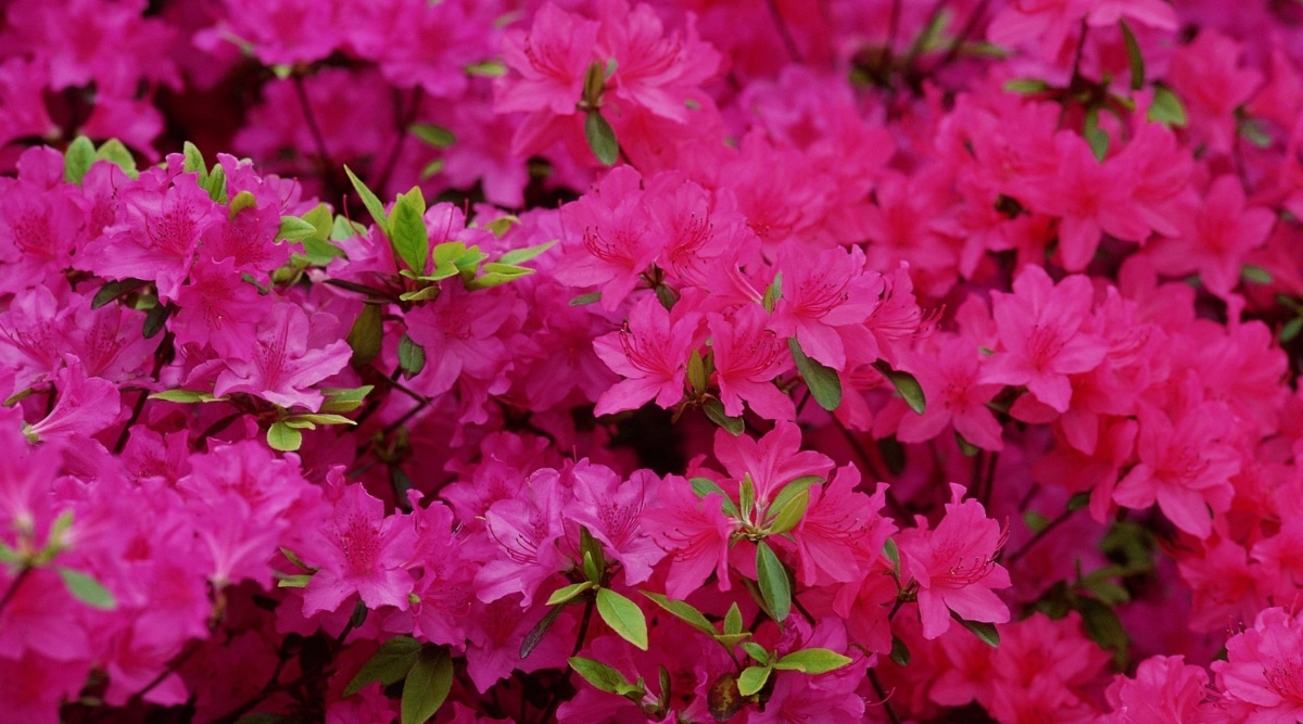 Un primer plano de una azalea de belleza nacional de Girard en flor en el jardín.  Muchas flores en forma de campana de color rosa brillante con bordes ondulados en los pétalos.  Las hojas son pequeñas, elípticas, de color verde oscuro, pubescentes.